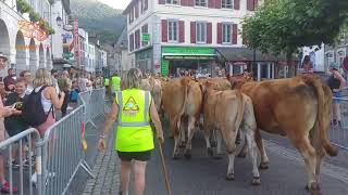 La Vallée d'Ossau fête la transhumance. (Laruns, Pyrénées-Atlantiques)