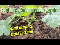 Wie oft Zucchini düngen? So häufig müssen Zucchinipflanzen jetzt gedüngt werden Welchen Dünger