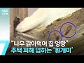 집 갉아먹는 ‘흰개미’ 피해…지자체 지원 필요 / KBS  2023.05.24.