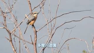 二子玉川野鳥観察図鑑 百舌鳥　モズ　雄 多摩川遊園　兵庫島公園 2021年2月13日