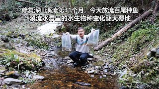 修复溪流第31个月 放流百尾各类冷水种鱼 做个沸腾洗澡鱼犒劳下