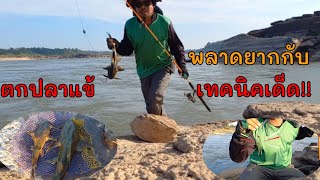 เทคนิคเด็ดตกปลาแค้  ได้ผล100%#Kong river #Devil Catfish