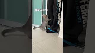 飼い主を驚かせようとする子猫の行動が可愛いすぎた…