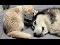 ハスキー犬のことが大好きすぎて食べちゃう子猫がこちら...笑