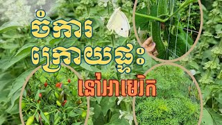 ចំការដំណាំក្រោយផ្ទះ My Little Asian Garden 🇺🇸