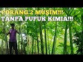 Porang tanpa pupuk kimia hasilnya luar biasa!