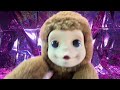 little live pets my baby monkey mango unboxing u0026 playthrough