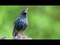 the call of the common starling bird sounds to recognize the common starling 10 hours