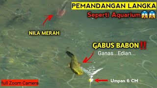 PEMANDANGAN LANGKA SAAT CASTING IKAN GABUS SANGAT BESAR DI AIR JERNIH/MANCING IKAN GABUS MONSTER