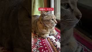 ねこ不動産、ネコの独り言、世界の不動産市場、どこもヒドイ　#shorts