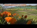 Blooming Poppy Flowers In Chino Hills State Park- iPhone 14 Pro Max- ProRes- HDR- 4K- SuperBloom