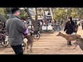 外国人観光客が憧れる奈良の鹿💖賢い鹿に大喜びの観光客🫎nara park