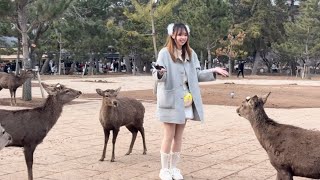 外国人観光客が憧れる奈良の鹿💖賢い鹿に大喜びの観光客🫎NARA  PARK