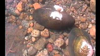 Unio Fresh water mussel