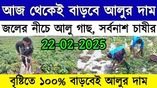 আজকের আলুর বাজার মূল্য/india potato news West bangal/Potato price today west bengal