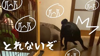 オモチャがとれない黒パグの鳴き声!!The sound of a black pug that can't get a toy!