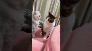 狸花猫 猫咪打架