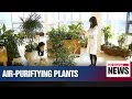 Korean researchers find more plant species that improve indoor air quality