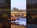 hartebeest