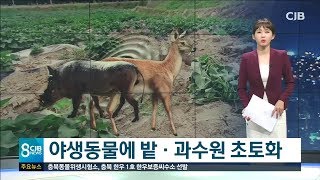 야생동물에 밭·과수원 초토화