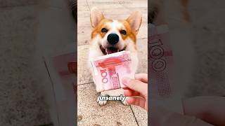 This dog is very smart.#shorts