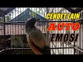 TOET-TOET CENDET GACOR TEMBAKAN KERAS Bikin cendet lain emosi terpancing ikut bunyi