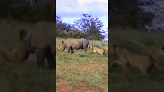 Lion bullies rhino #shorts