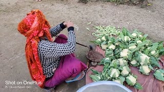 Kobi hongthare|Mi lwbinaba leitrena wanare|Second round fresh harvest cauliflower|Anisuba kobi yonba