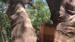 Native Bee Swarms