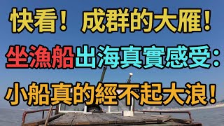 027集 快看！成群的大雁！坐漁船出海真實感受：小船真的經不起大浪！福建|霞浦|出海|漁船|港口|乘風破浪|雁南飛|朝陽|海面|台海|閩南|寧德|大卡環游記Mr Kcal's Travel