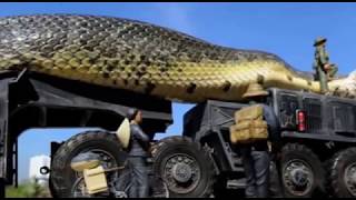 दुनिया का सबसे बड़ा सांप मिला ब्राजील में |World's Largest Snake found in Brazil | BIGGEST SNAKE