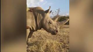 : Last male white rhino Sudan seen in tribute clip one year on