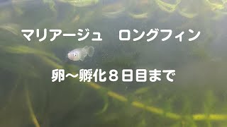 マリアージュロングフィン　卵～孵化８日目まで