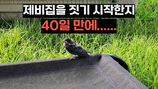 제비가 집을 지은 지, 40일만에..