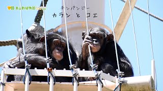 【東山動植物園公式】チンパンジーのふたご　カランとコエ《 チンパンジー 》