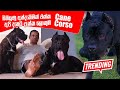 බිහිසුණු අත්දැකීමක් එක්ක අපි දැනට දැක්ක ලොකුම Cane Corso | Pet Talk