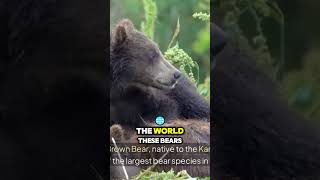 Kamchatka Brown Bear  Russia's Gigantic and T