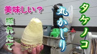 【珍味】　採れたてタケノコを生で食べる！！