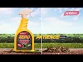 time lapse footage of yates zero rapid 1 hr action weedkiller killing weeds fast roots and all