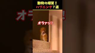 SNSで7.9億回バズった動物ハプニング動画7選！7Animal Happenings Videos That Got 790 Million Buzz on SNS!#shorts #犬#猫#動物