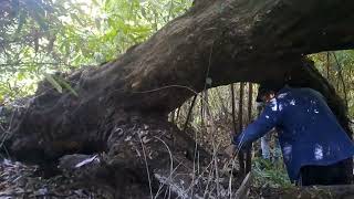 LASI KHAWPUIṬAN TO BUALPUI (Via Khampui) TREKKING ROUTE, CHAWNGTLAI KALNA.