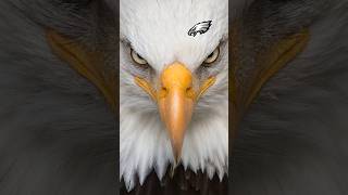 Master of the Sky|The Majestic Eagle #eagles #shortfeed #shorts