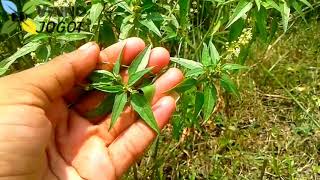 You will be surprised to know the medicinal properties of the stinging nettle plant.