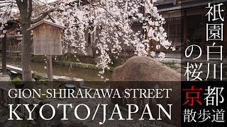 2016年3月30 京都観光 祇園白川の桜(Cherry blossoms of Gion-shirakawa street in Kyoto,Japan) /  京都散歩道