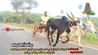 (பெரியமாடு) கடியாப்பட்டி பந்தயம் ||பரளி creation||