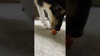 【初めてのミニトマト】丁寧に食べる犬〜My first small tomatoes〜 #shorts