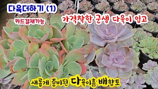 다육더하기(1) 예쁜 군생 가격 착한 군생 다육이 라일락 에스메랄다 로망 마룬휠 배합토 다육이흙