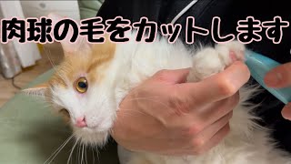 【タフトカット】肉球の間の毛をカットします！【マリー（メインクーン）】