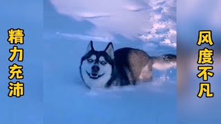 雪地里的哈士奇，血脉觉醒，风度不凡