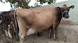 Cow for sale new video (03451099392)| cow sale in Punjab today | cow for sale in Pakistan | cow sale